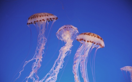 Фото: гугл картинки