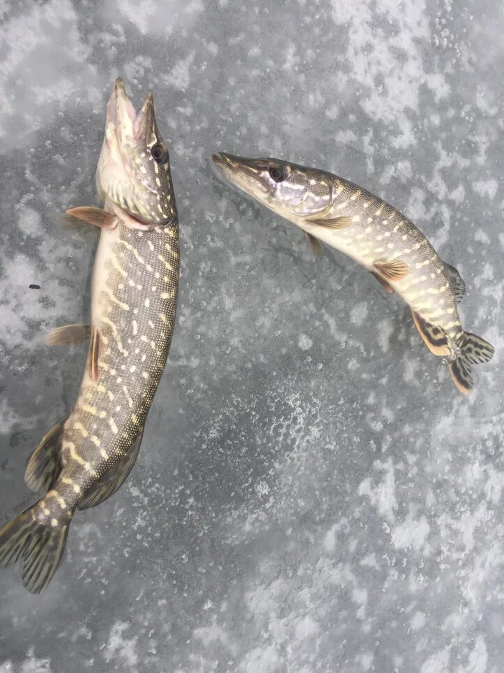 Щуки выловлены на жерлицы