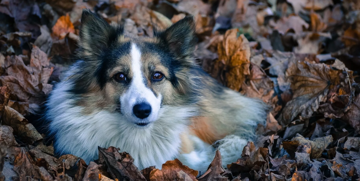 Фото из яндекс картинок