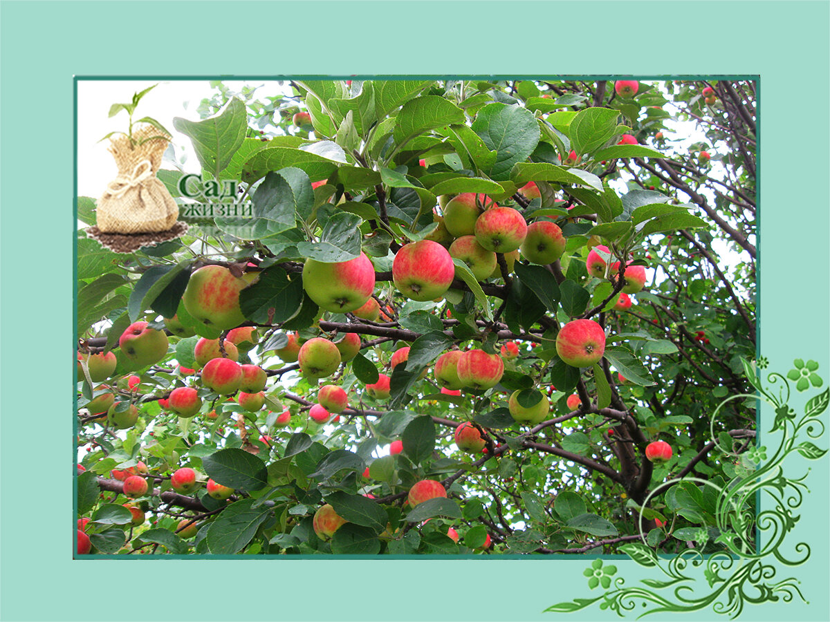 Шпаргалка садовода-огородника: совместимость садовых культур