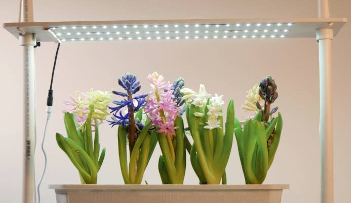 Фитосветильник ОЖЗ