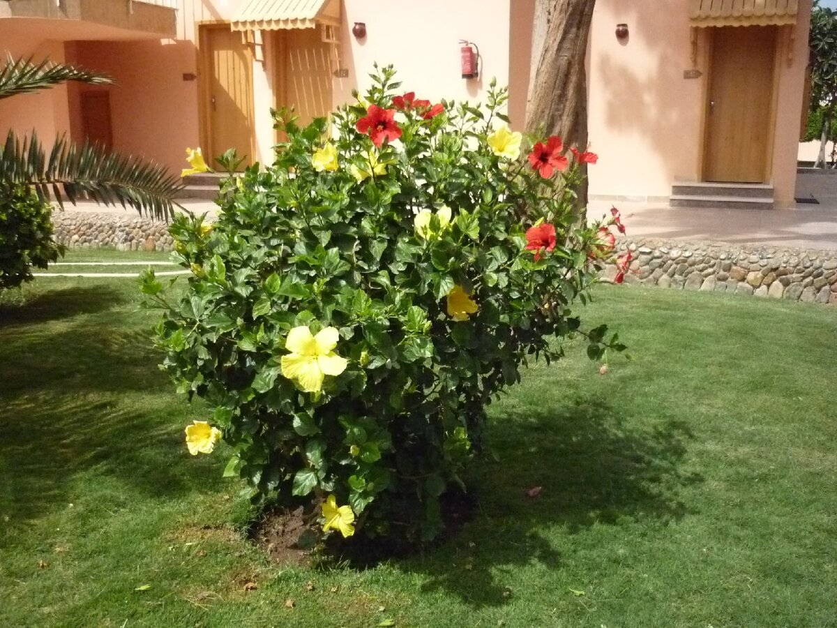 Территория отеля очень краисивая,ухоженная и цветущая.