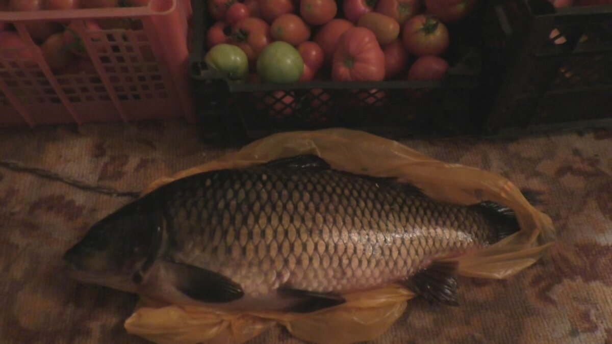 Самый большой из пойманных мною на лесном пруду карпов! 