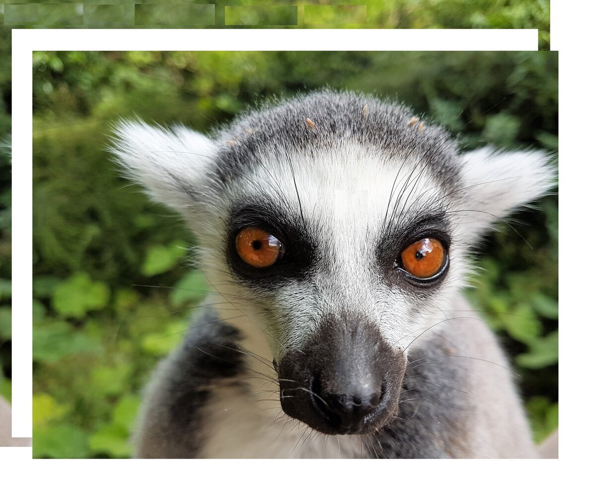Начинающий автор. Хотя есть мнение, что это тонкий лори с Мадагаскара. Но нас не проведёшь!   Источник -  изображение Sue Rickhuss с сайта Pixabay. Уж там точно знают! 
