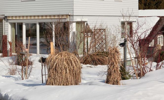 Зимний сад. Дача, сад, огород, работы в саду зимой, подготовка к весне