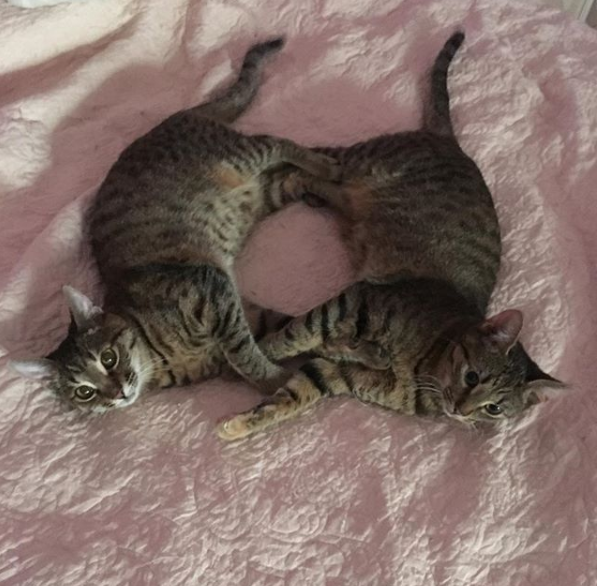 Карла и Клара 