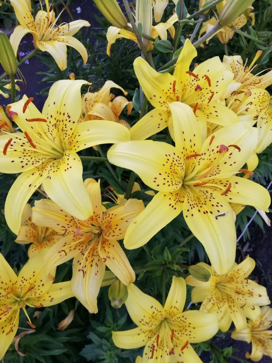 Лилии садовые.