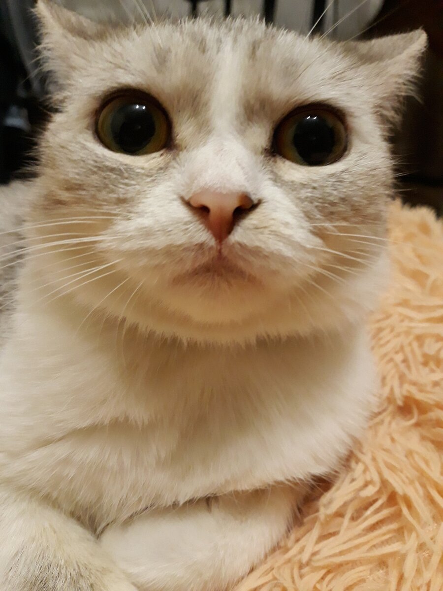 Наша любимица Сидней. 