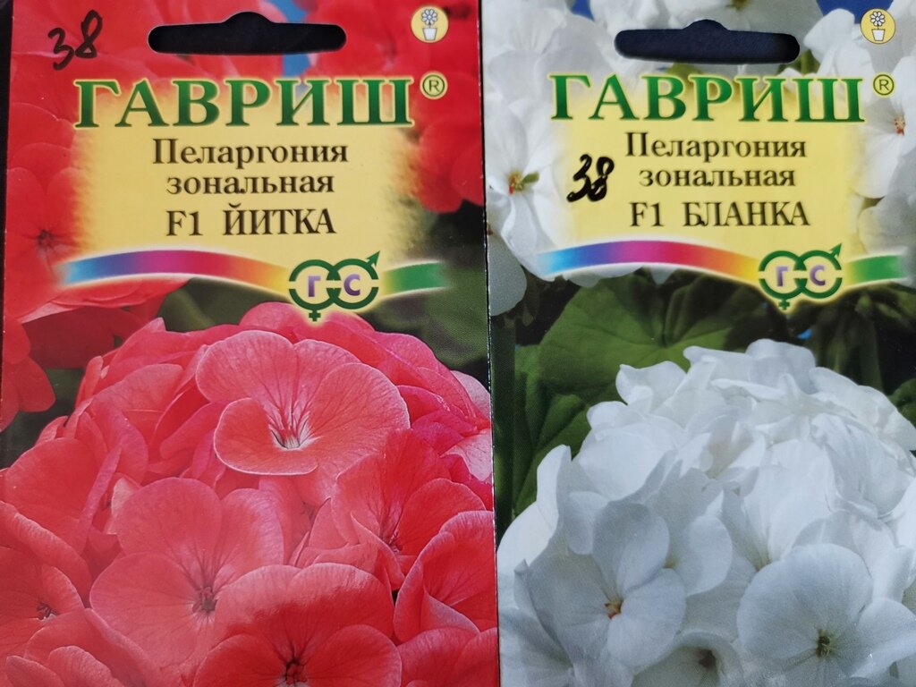 3 преимущества выращивания пеларгонии из семян | На пути к гармонии | Дзен