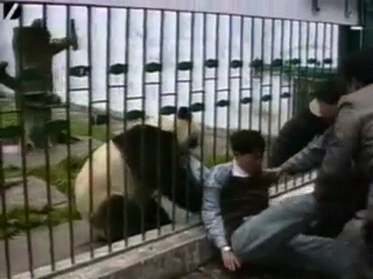 Бамбук, бамбук давай!