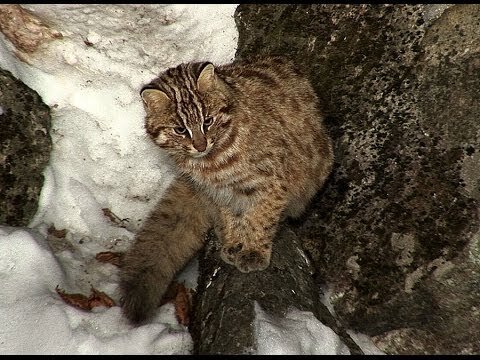 Фото из Yandex