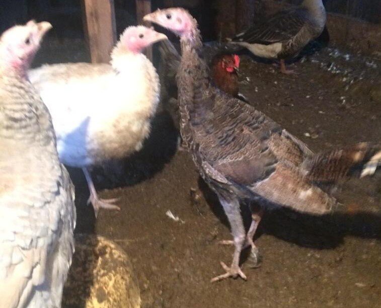 Фото не мои, из объявления