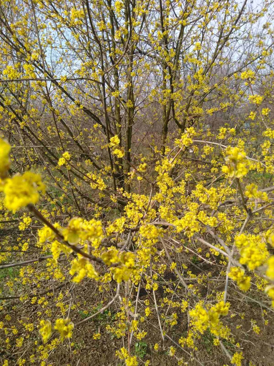 В уходе кизил неприхотлив, не подвержен вредителям и декоративен