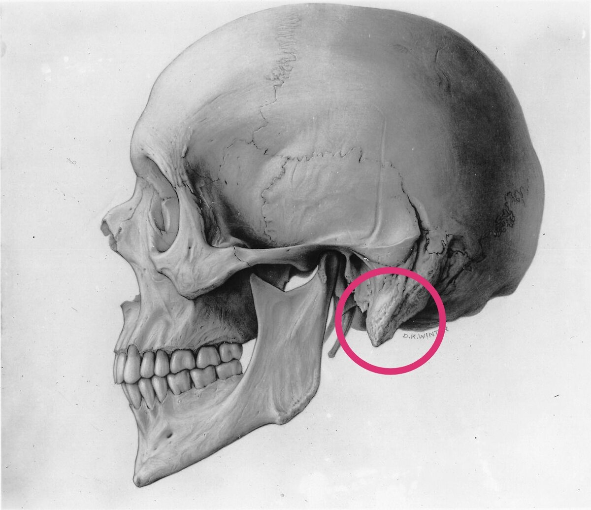 Тот самый сосцевидный отросток