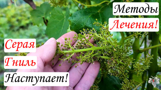 Серая Гниль наступает! Методы лечения и Эффективные препараты