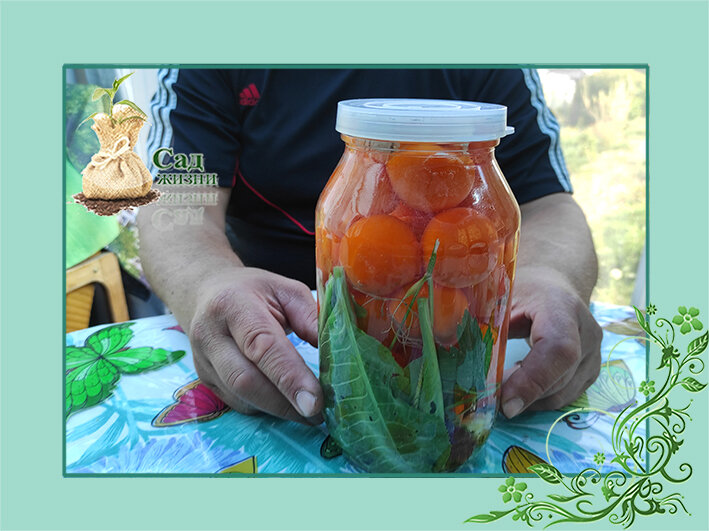 Томаты маринованные холодным способом.