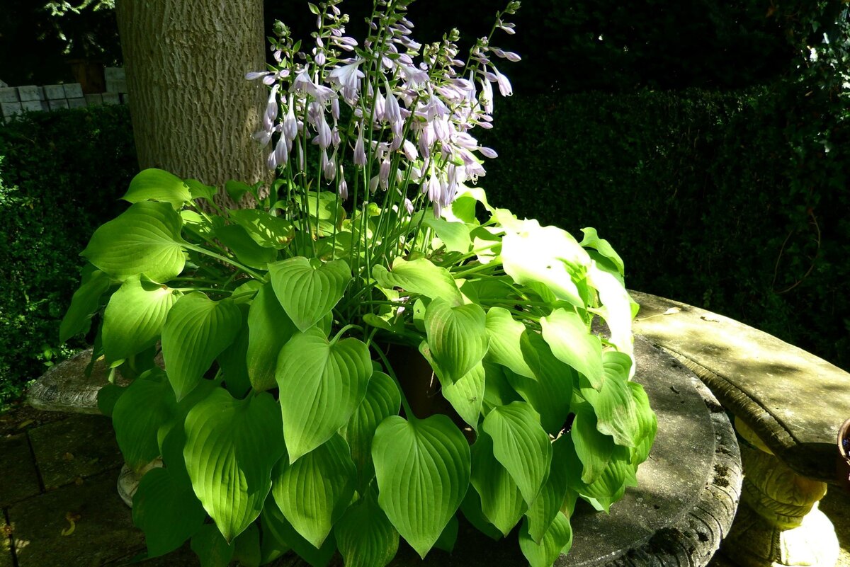 Хоста. Фото с сайта pixabay.com