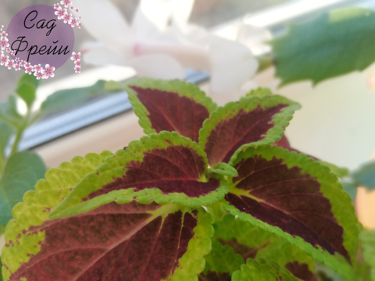 Чем больше света - тем ярче окраска и больше красного. 