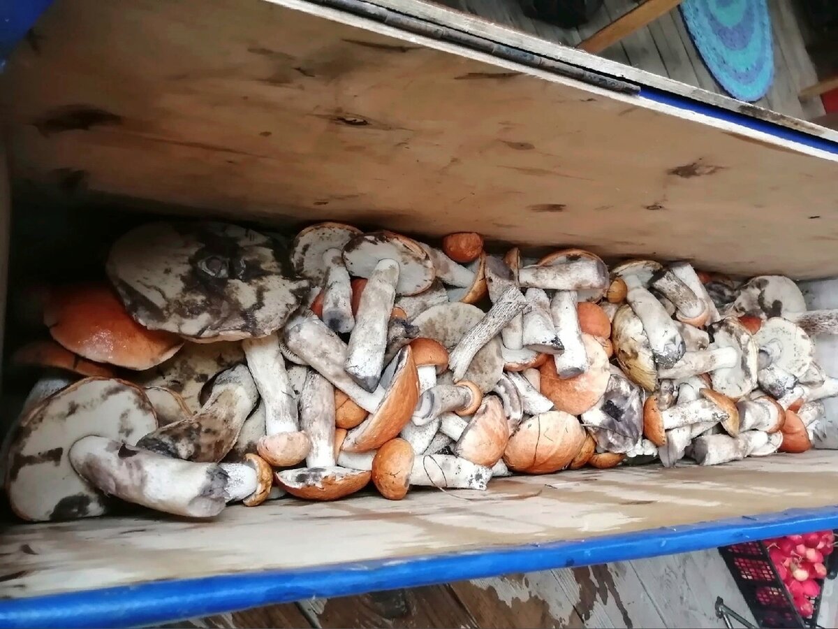 Грибы ящиками или сундуками, как кот Матроскин, собирали? 