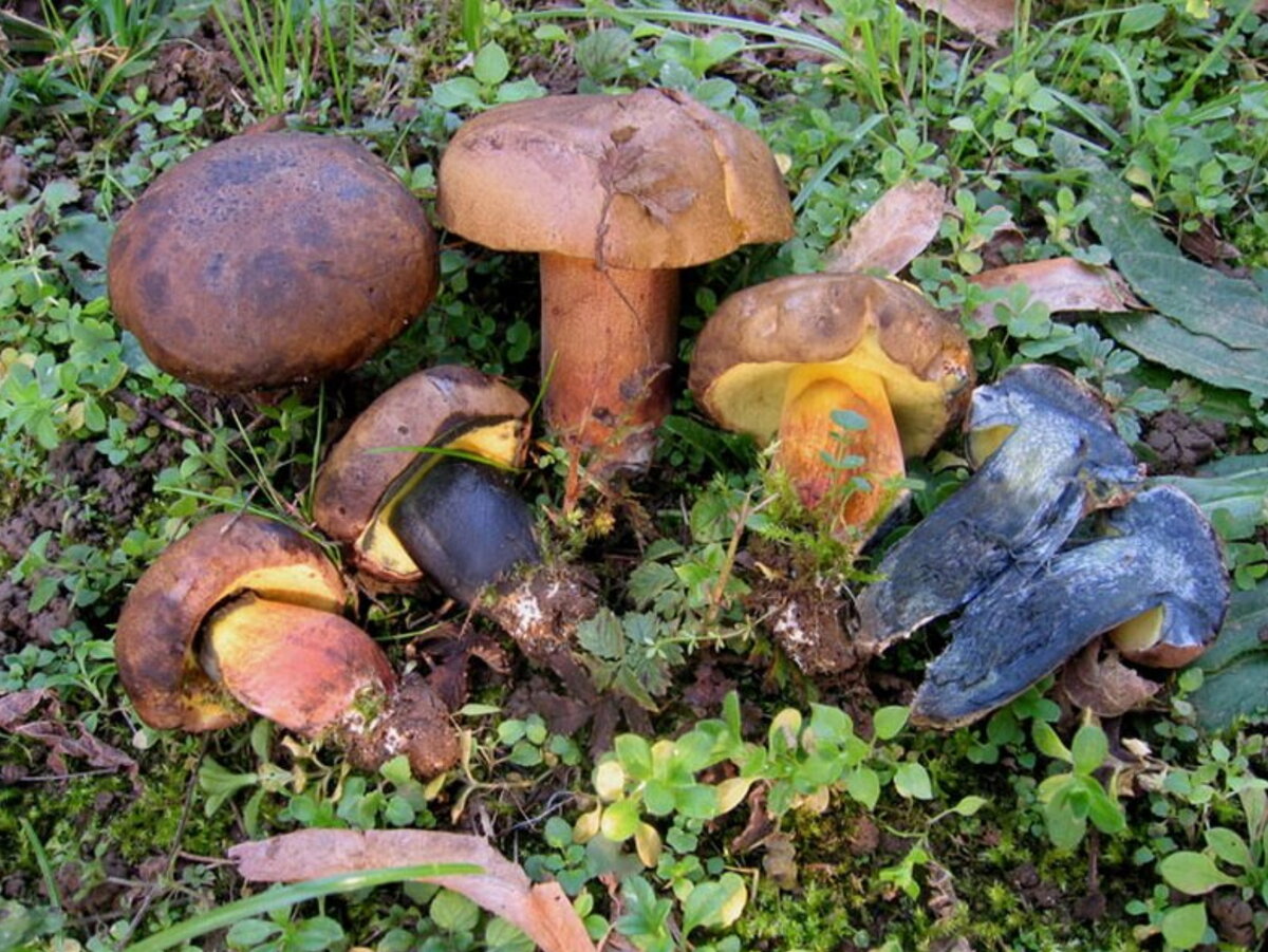 Польский гриб съедобный или нет. Моховик гриб. Гриб моховик синеет. Моховик припорошенный гриб. Моховики (Шубники).