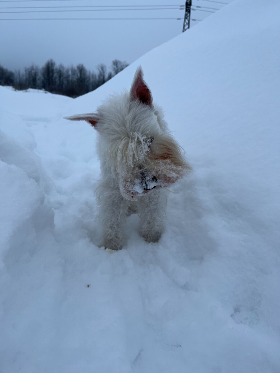 Снежная моська.