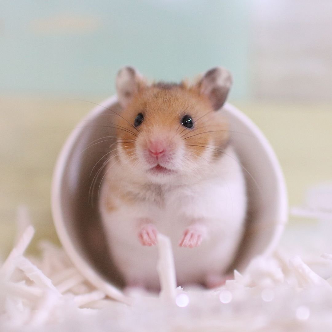 Взято из интернета