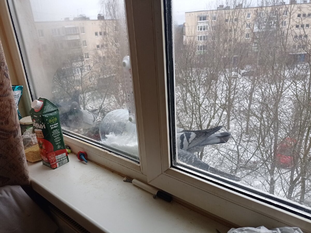 Уже распуганная стая