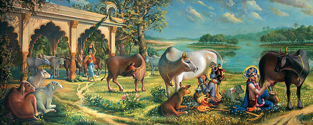 Корова в Индии — это мать, которая даёт молоко и молочные продукты, топливо для приготовления пищи, удобрение для полей, на которых также растёт еда.