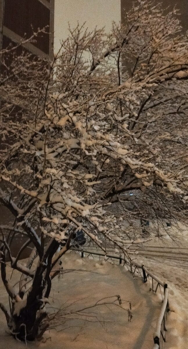 Декабрь. Вечер. Тишина. Прогулка моя. Фото моё. 