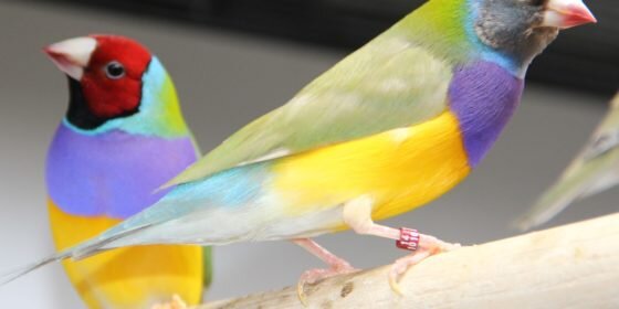 Амадины — самые простые в содержании среди декоративных птиц. Фото — Ботаничка