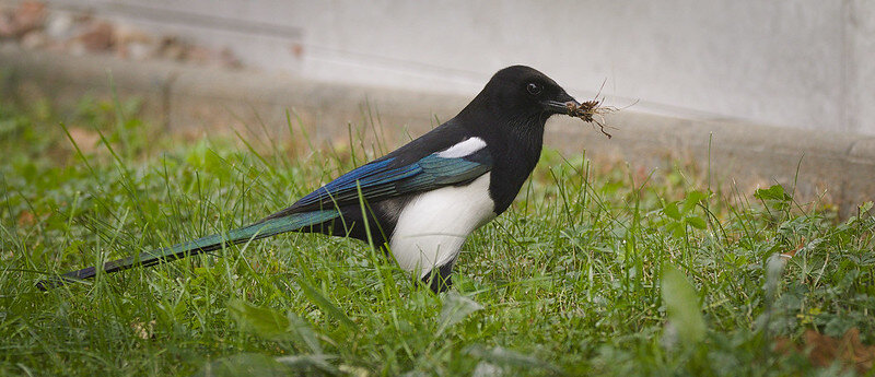  Eurasian magpie wildcompany  LiveJournal