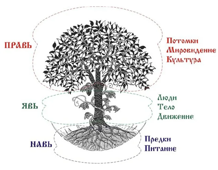 Мировое дерево фото