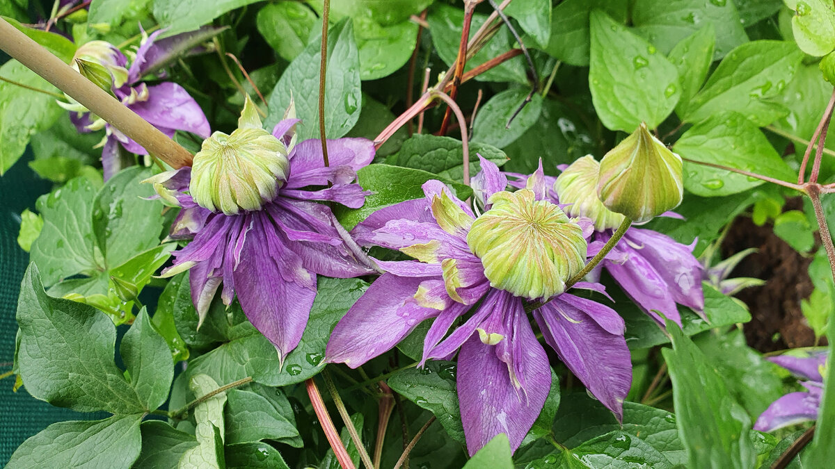 Клематис тайга описание и отзывы фото сорта