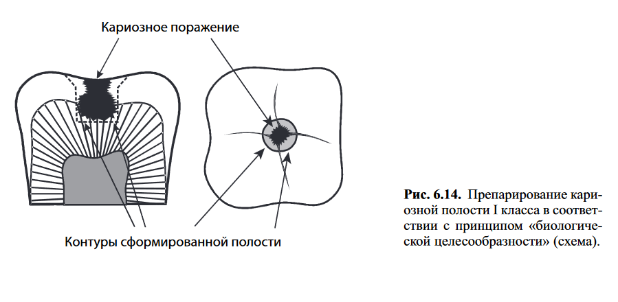 Биологическая целесообразность