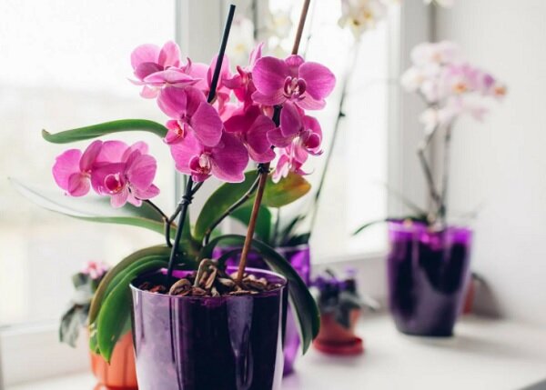 Орхидея на подоконнике