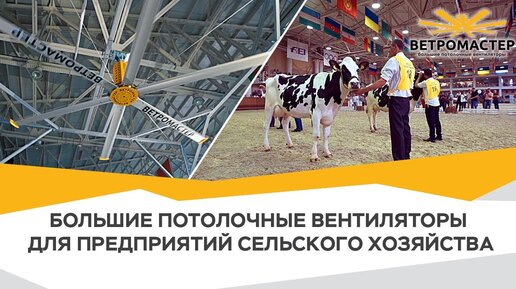 Fans at the exhibition "Stars of the Moscow region - 2018". Fans at the exhibition "Stars of the Moscow region - 2018"