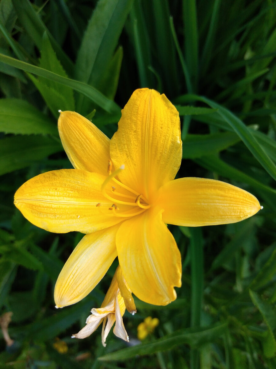 Дочка - мой цветочек))). 