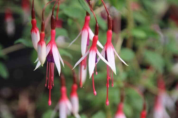 Fuchsia magellanica