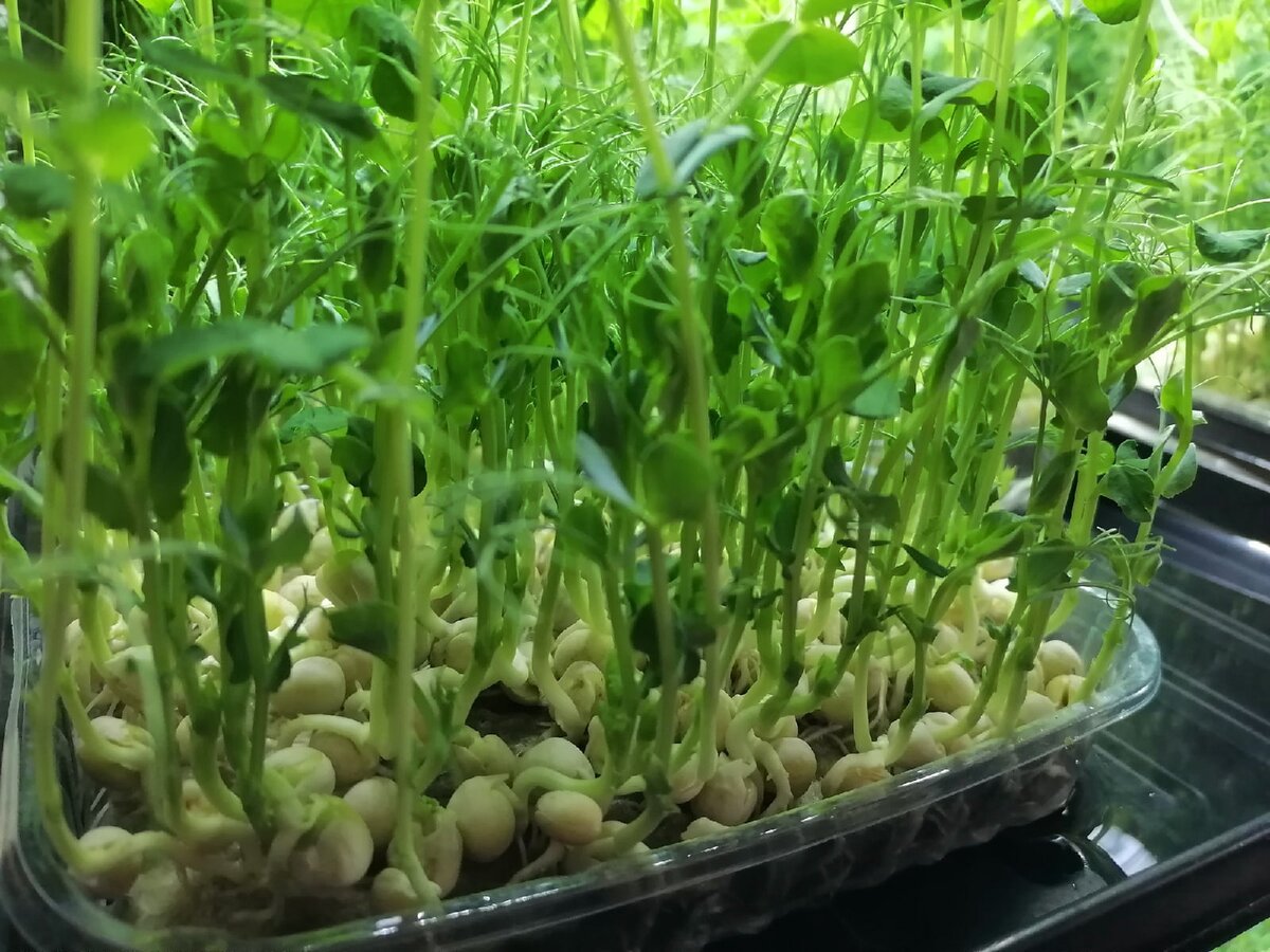 Микрозелени гороха