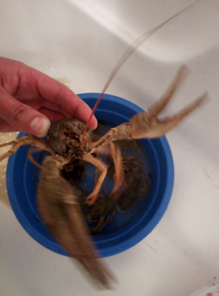 Крупный рак👍