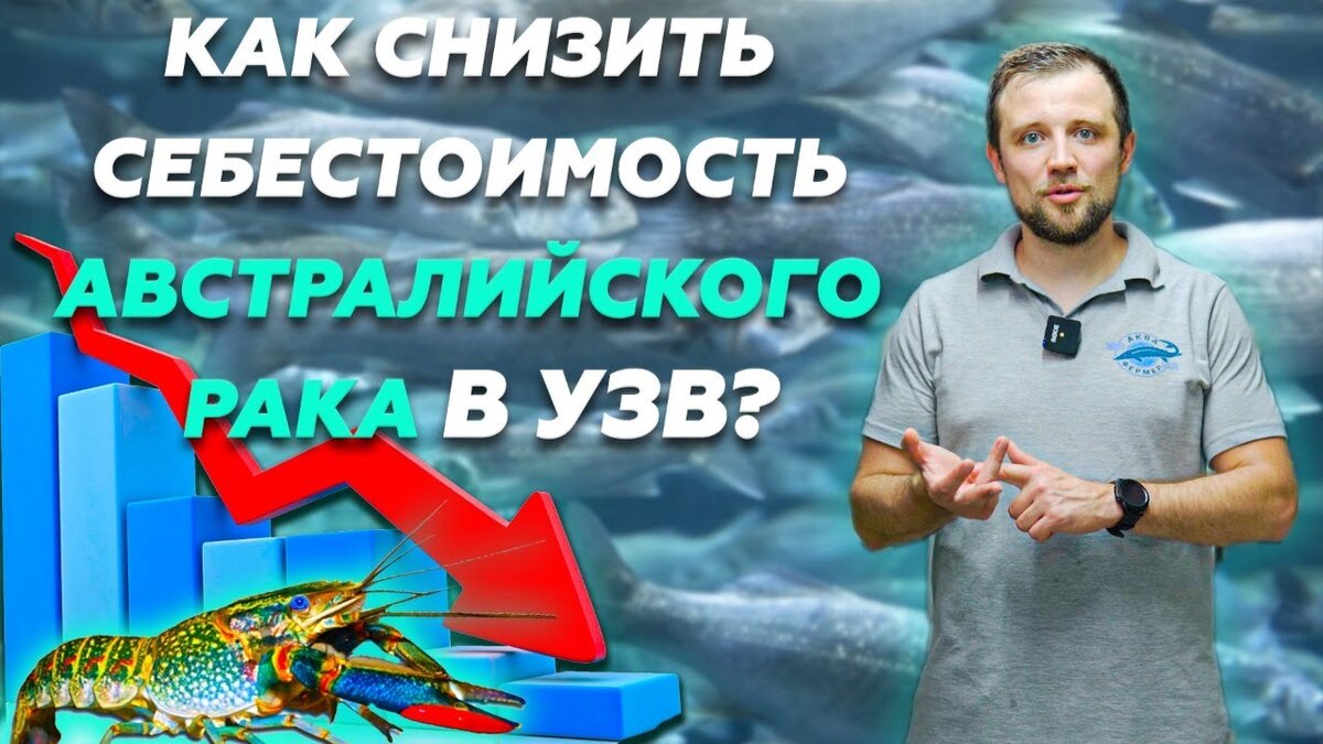 ТОП 7 фишек ДЛЯ СНИЖЕНИЯ СЕБЕСТОИМОСТИ австралийского РАКА в УЗВ | Идеи для  бизнеса | Антон Пельчер. Аквафермер | Дзен