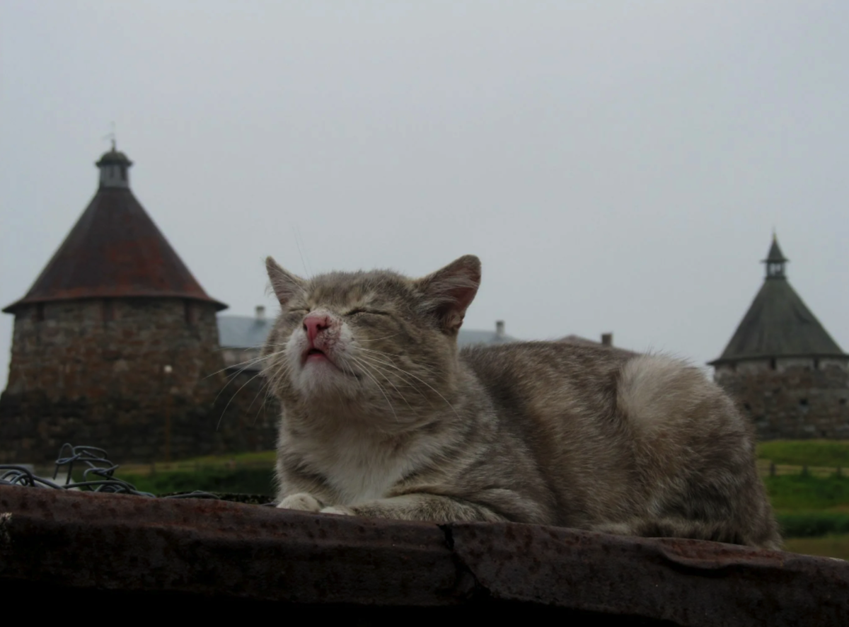 Фото взято с сайта Pinterest