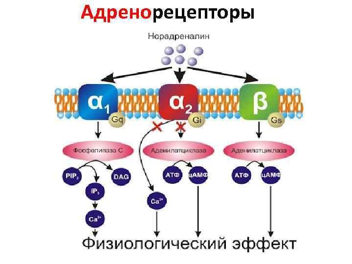 Альфа 1. Бета адренергические рецепторы. Альфа 2 адренорецепторы механизм. Альфа 2 бета 2 рецепторы. Альфа 1 Альфа 2 бета 1 бета 2 адренорецепторы.