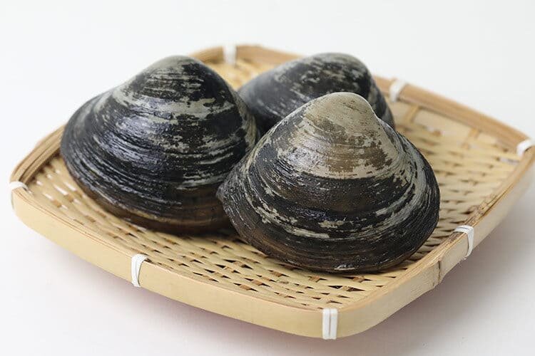 Спизула или моллюск хоккигай