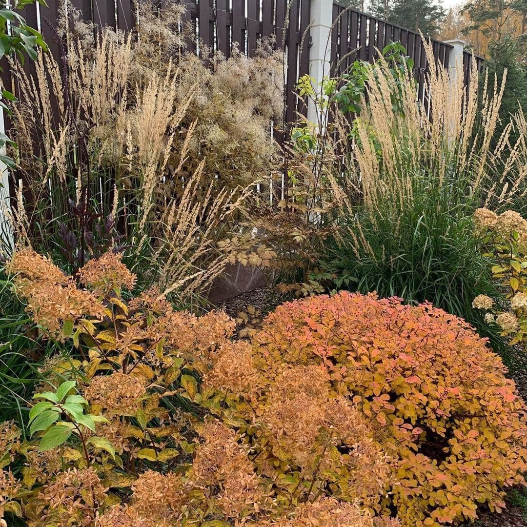 Вейник остроцветковый Karl Foerster осенью