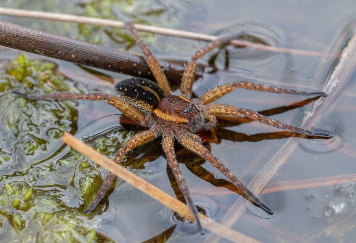 Паук доломедес Dolomedes fimbriatus ядовитый