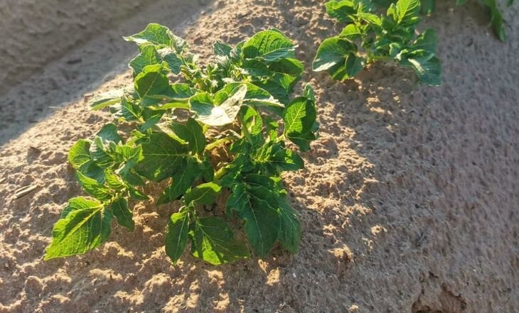    80% картофеля в Новосибирской области производится на сельских и дачных участках