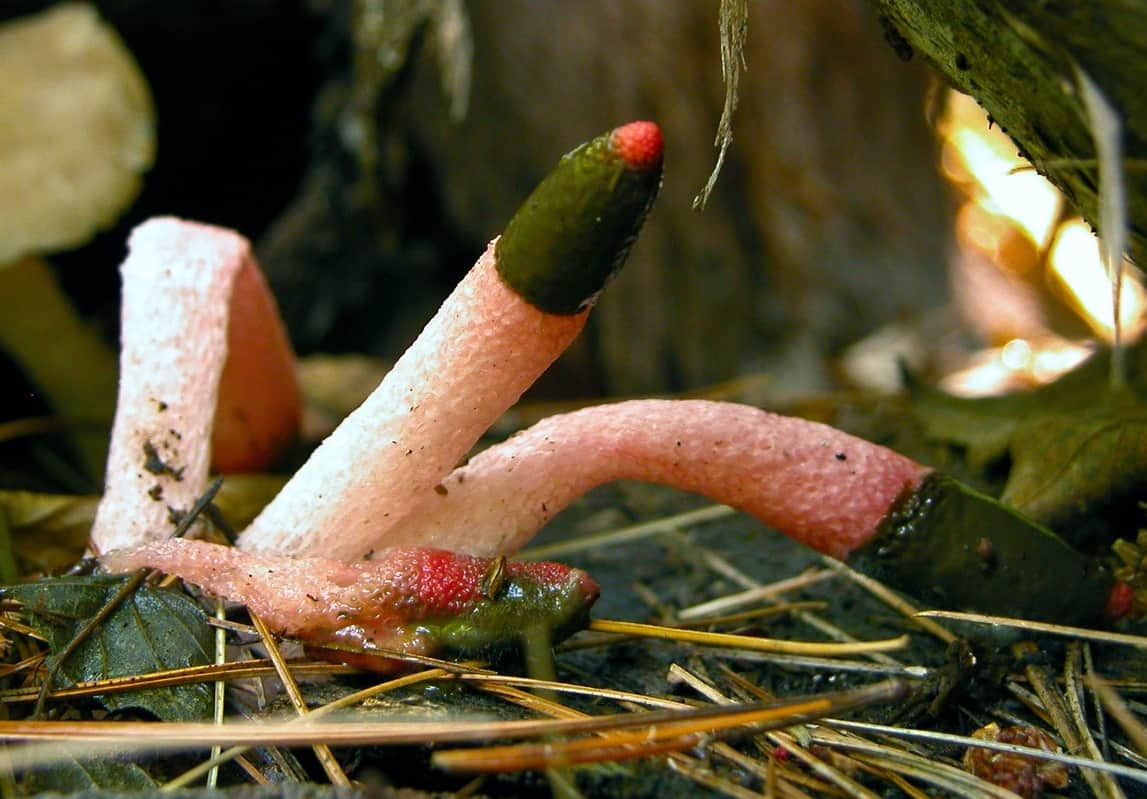 Взрослый мутинус