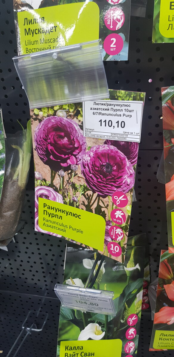 Продажа клубней раннкулюса