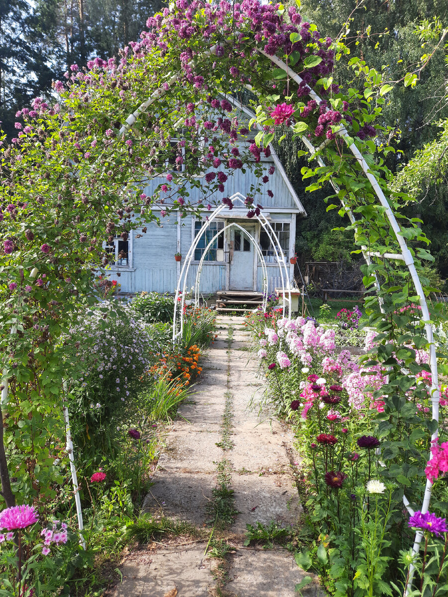 Фото 2022 года. Слева Пурпуреа Плена Элеганс, справа якобы Варшавский найк. И еще две арки сделали сами и там уже тоже в этом году посажены клематисы. Посмотрим, что из них получится.